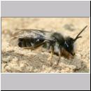 Stylops melittae - Faecherfluegler m34a Andrea-Maennchen mit Faecherfluegler.jpg